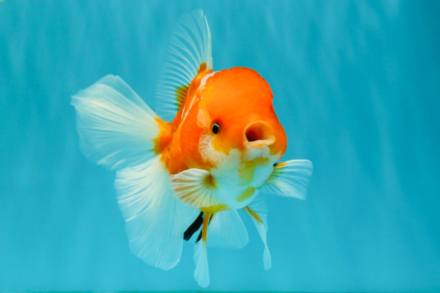 Sakura Oranda Female 5 inches #050126OR_06