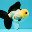 CHARLIE A Grade Tricolor Button Eyes Oranda Male 5 inches #042426OR_05