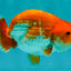 A Grade Red White LionQueen 4.5 inches #070326LC_33