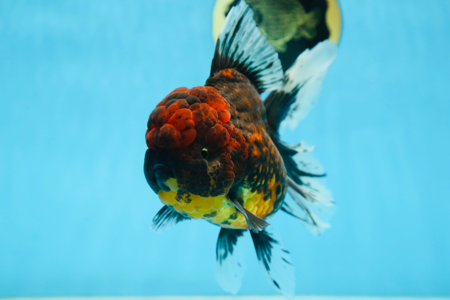 A Grade FLUFFY WEN Tiger Oranda Male 6 inches #082925OR_11