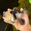 AAA Grade BULLDOG Panda Oranda Female 5-5.5 inches #1018OR_20