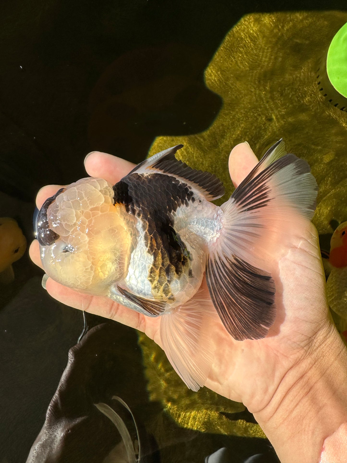 AAA Grade BULLDOG Panda Oranda Female 5-5.5 inches #1018OR_20