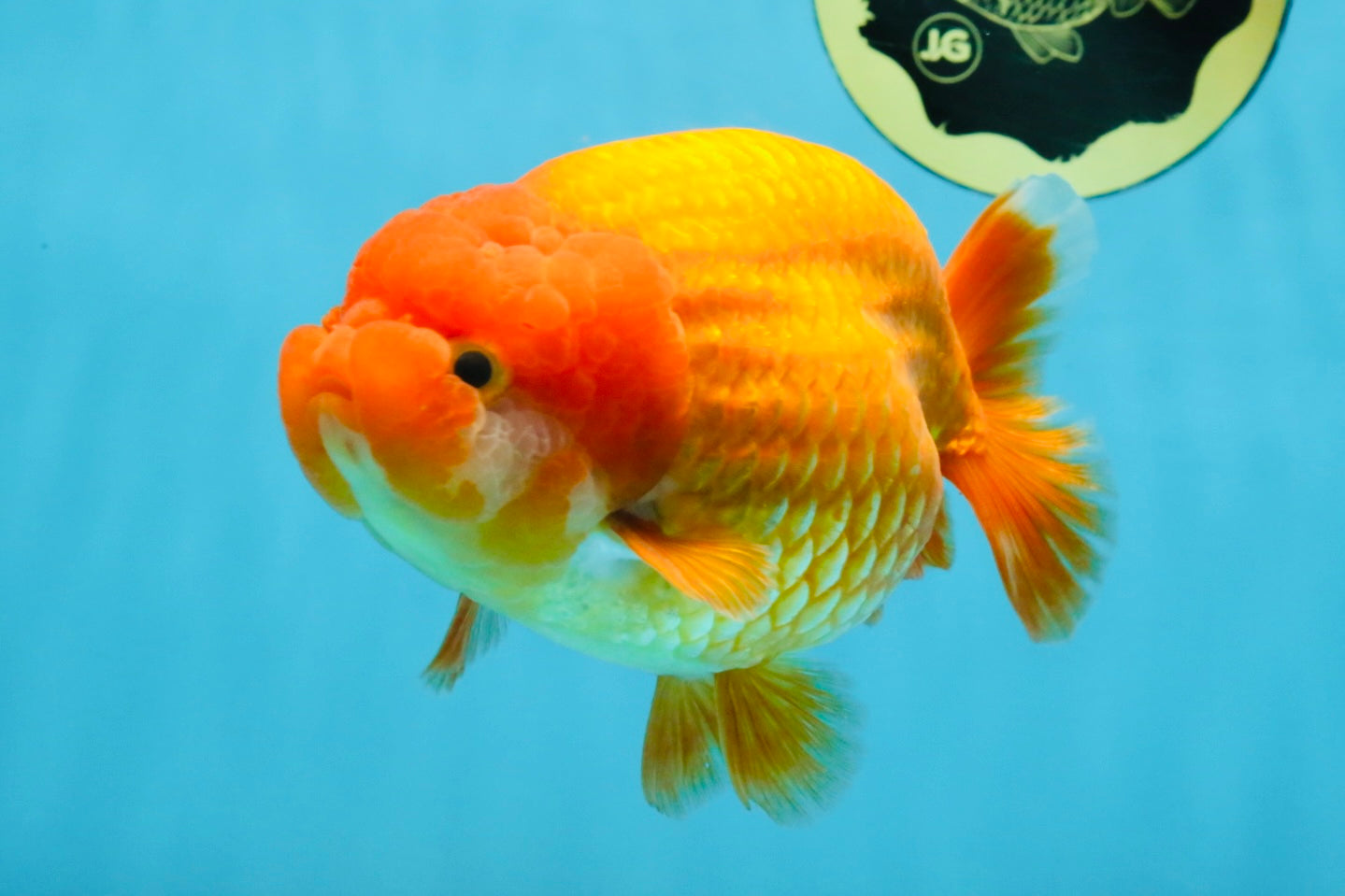 A Grade Red LionQueen 5.5-6 inches #112125LC_04