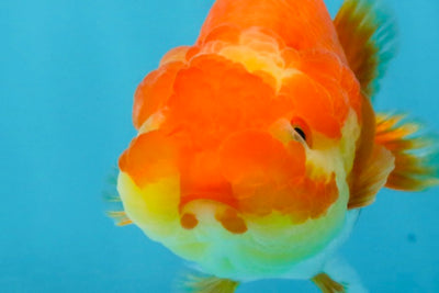 Red White Lionchu Female 4-4.5  inches #121225LC_12