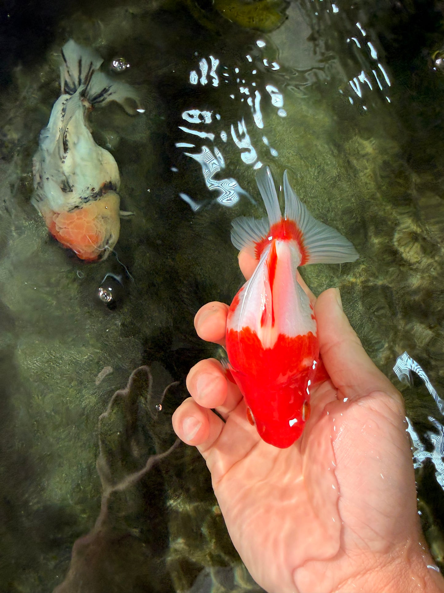 A Grade Red White Ryukin Female 4.5 inches #031326RK_32