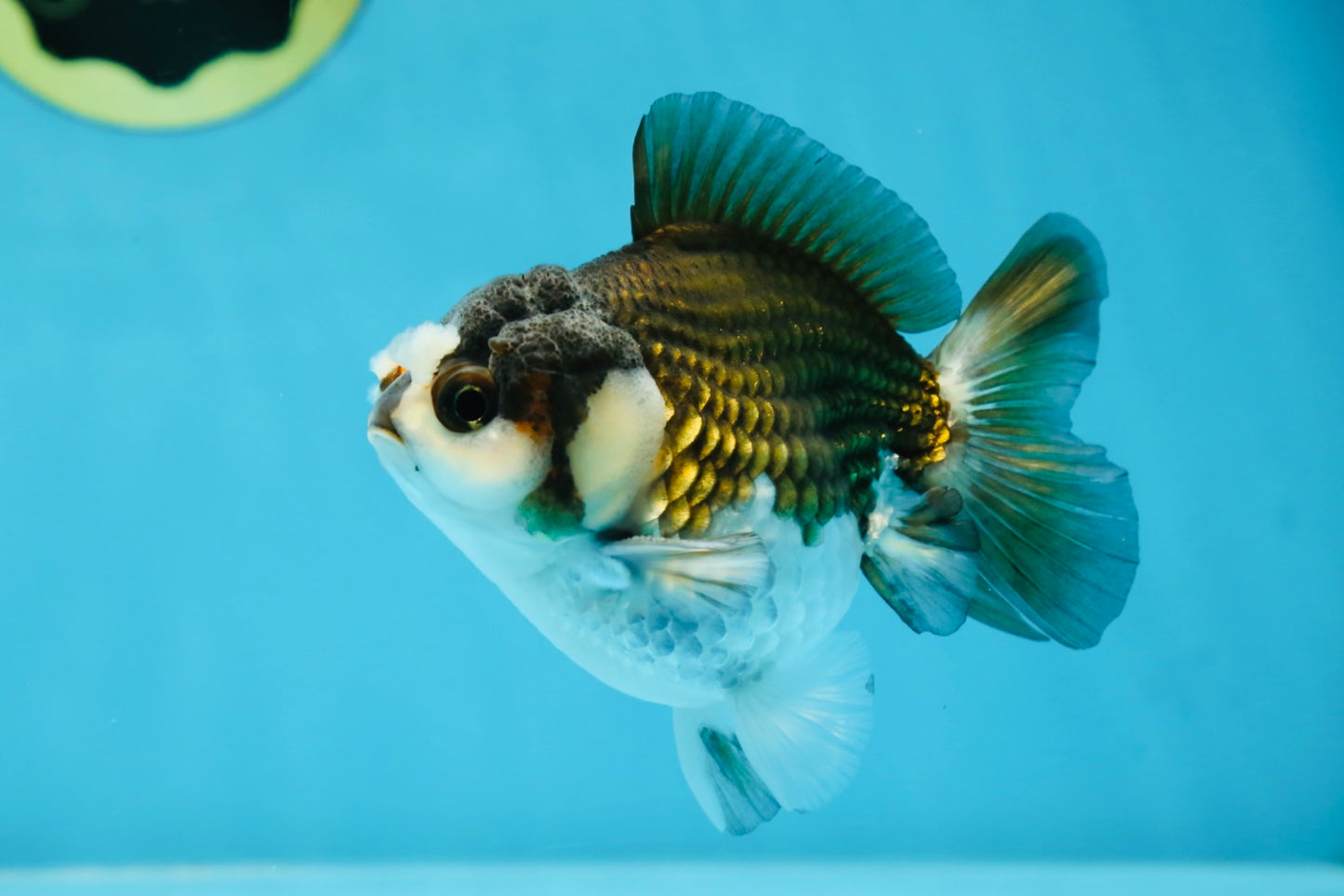 Pompom Panda Yuanbao Male 4 inches #052325YB_28