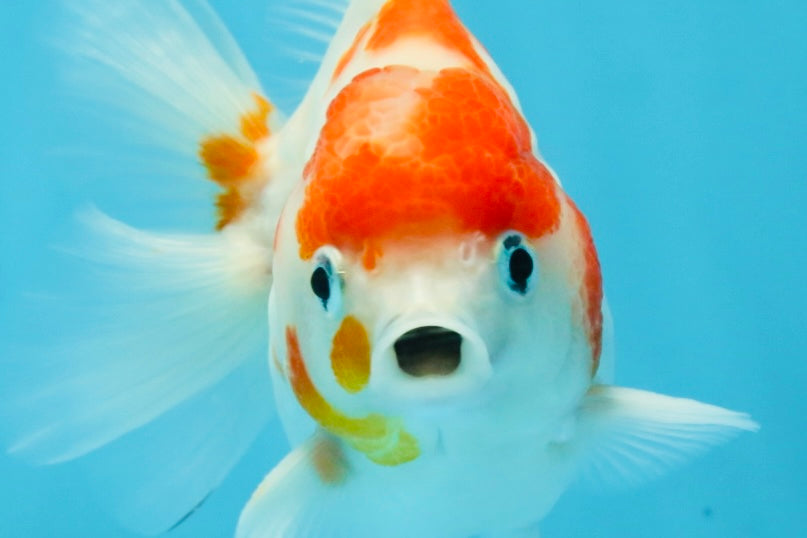 FANCY A Grade Kohaku Sakura Yuanbao Male 4.5-5 inches #112825YB_19