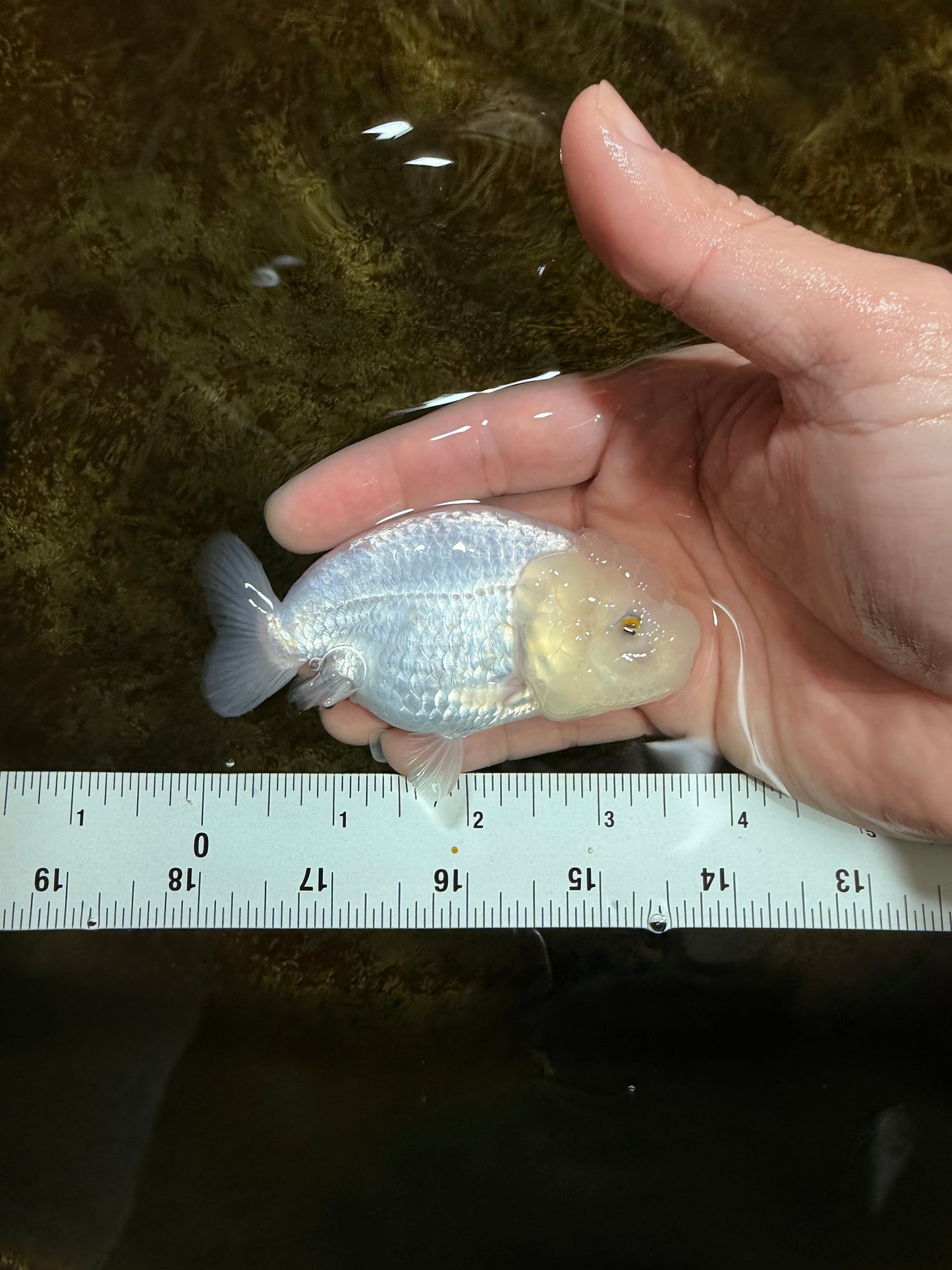 Snow White Lionchu Female 3.5 inches #121925LC_01