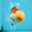 A Grade Calico Oranda Male 5 inches #060625OR_20
