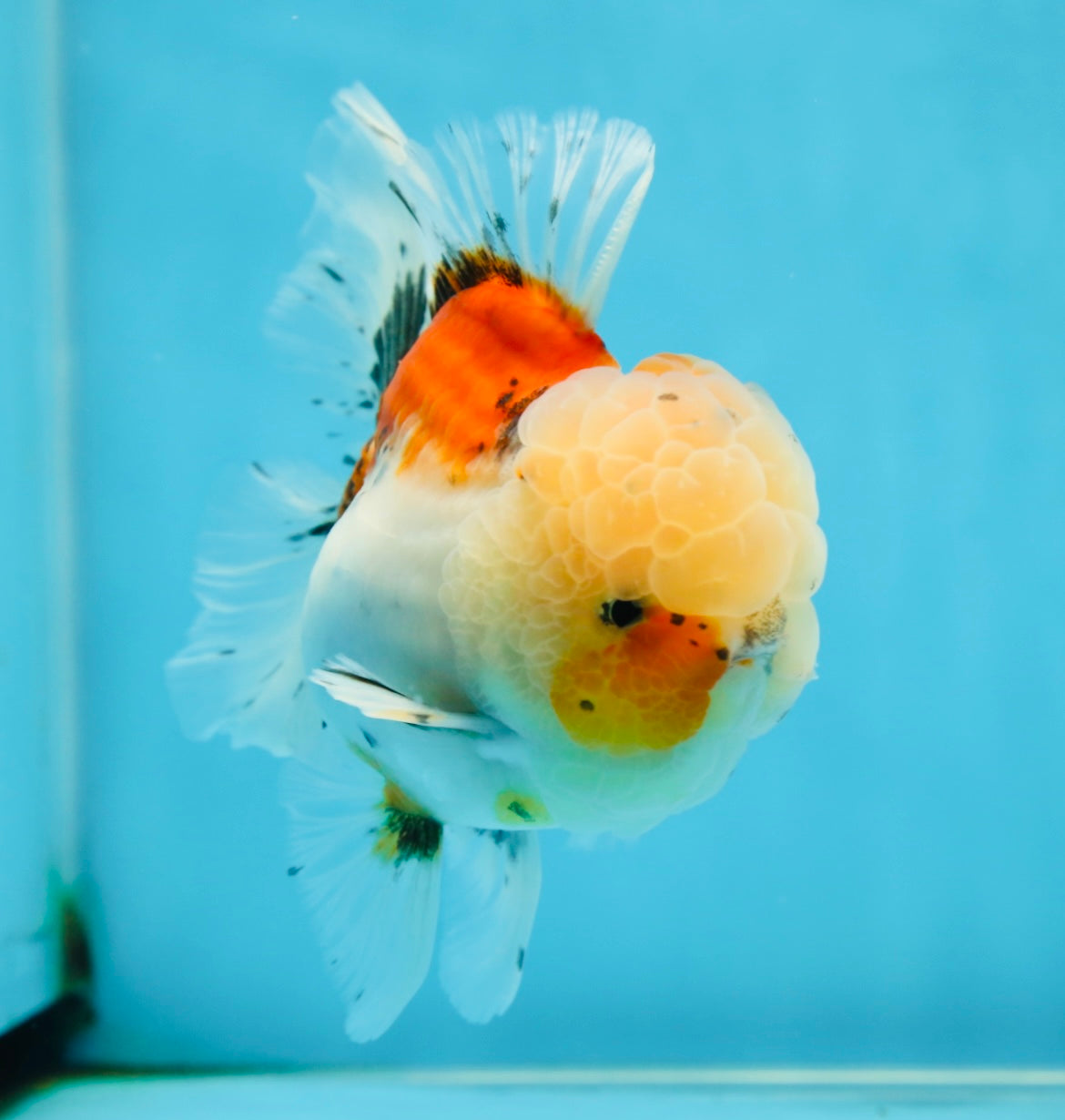 A Grade Calico Oranda Male 5 inches #060625OR_20