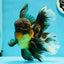 Jumbo Fluffy Black Gold Rose Tail Oranda Female 6.5-7 inches #1110OR_21