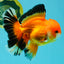 AAA Grade Apache Oranda Male 5.5-6 inches #041726OR_11