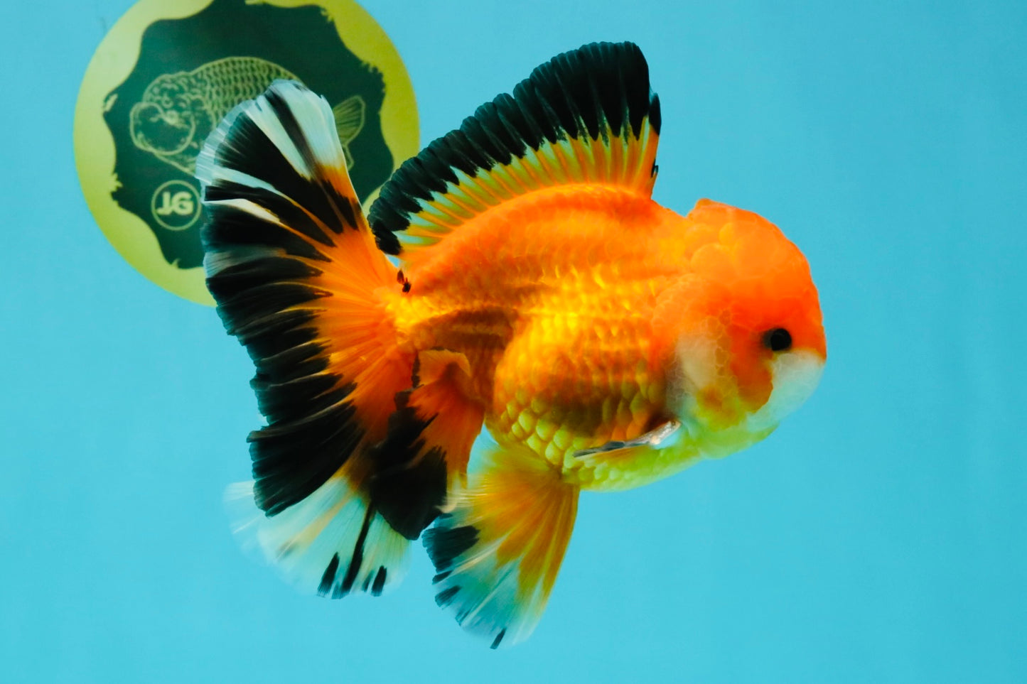AAA Grade Apache Oranda Male 5.5-6 inches #041726OR_11