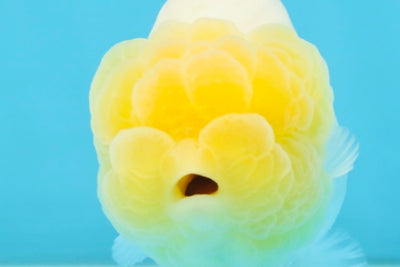 AAA Grade Young Lemonhead LionQueen 4 inches #101025LC_02