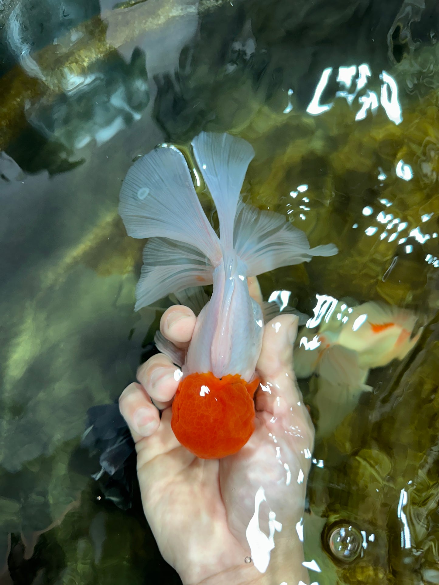 AAA BEST Grade Red White Oranda Male 6 inches #051625OR_21