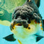 BATMAN AAA Grade Tricolor Yuanbao Male 4.5-5 inches #061926YB_33