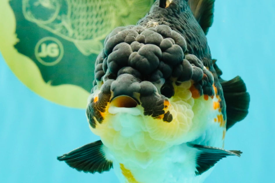 BATMAN AAA Grade Tricolor Yuanbao Male 4.5-5 inches #061926YB_33