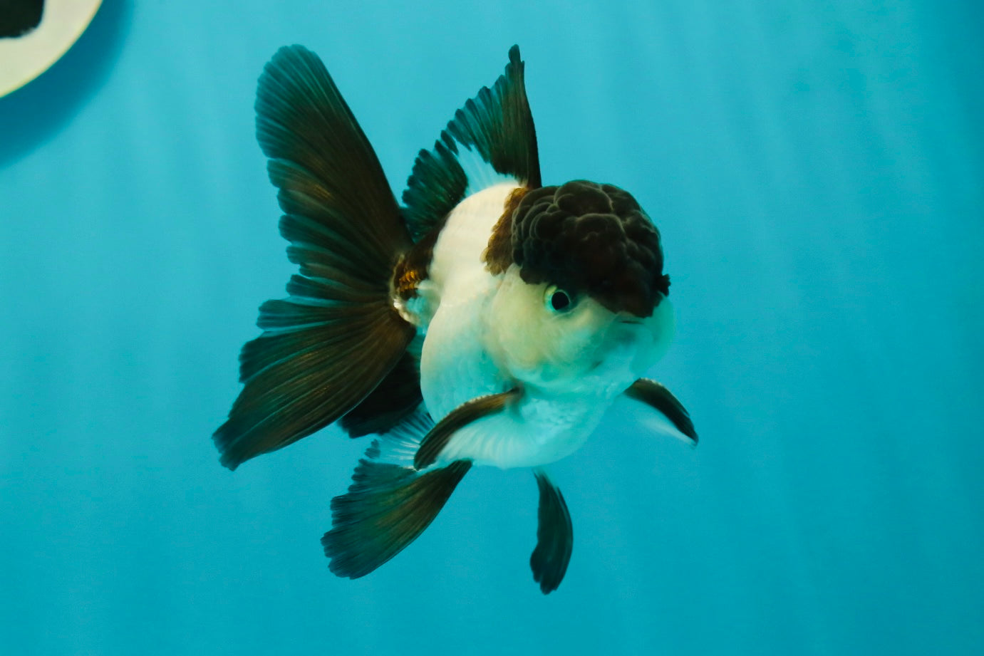 Panda Oranda Male 3.5 inches #102524OR_21