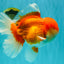 AAA Grade Super Red White Oranda Male 7.5-8 inches #061926OR_03