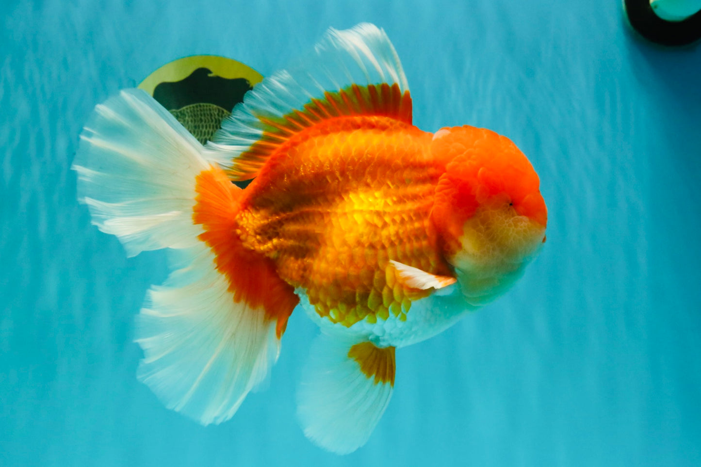 AAA Grade Super Red White Oranda Male 7.5-8 inches #061926OR_03