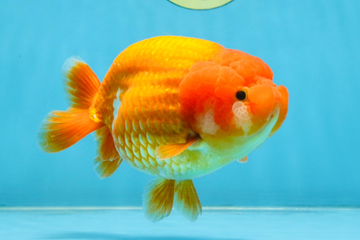 A Grade Red LionQueen 5.5-6 inches #112125LC_04