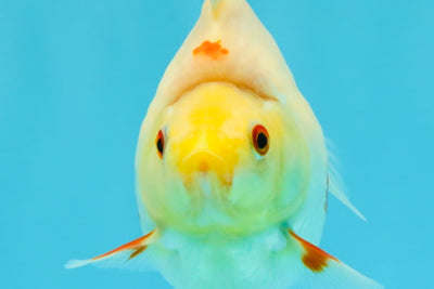 AAA Grade Red White Ryukin Female 4 inches #022726RK_17