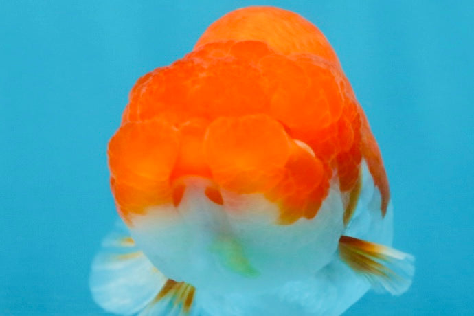 AAA Grade Red White LionQueen 4 inches #103125LC_27