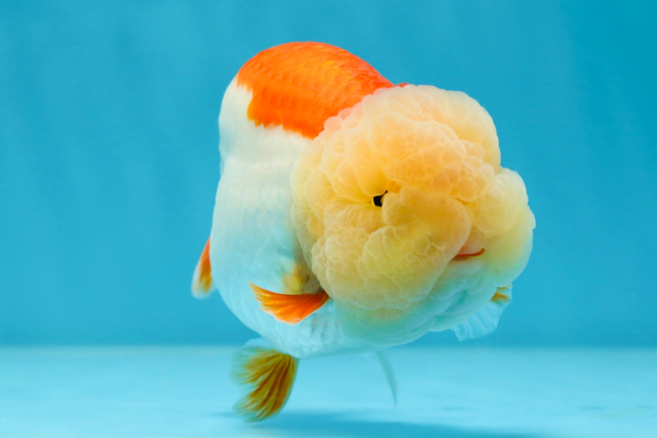 Marshmallow AAA Grade Red White LionKing 4 inches #042525LC_12