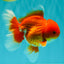 AAA Grade Red White Oranda Male 5-5.5 inches #062626OR_34