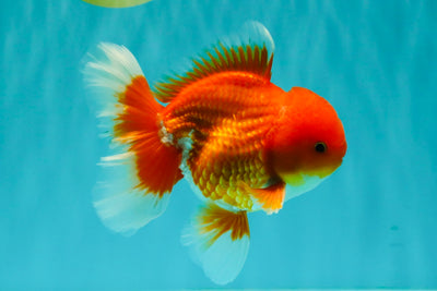 AAA Grade Red White Oranda Male 5-5.5 inches #062626OR_34