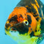 Tiger Chinese Ranchu Female 4.5-5 inches #101025RC_13