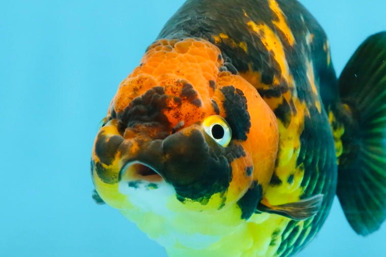 Tiger Chinese Ranchu Female 4.5-5 inches #101025RC_13