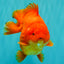 TOMATO A Grade Solid Red Yuanbao Male 5.5-6 inches #100226YB_10