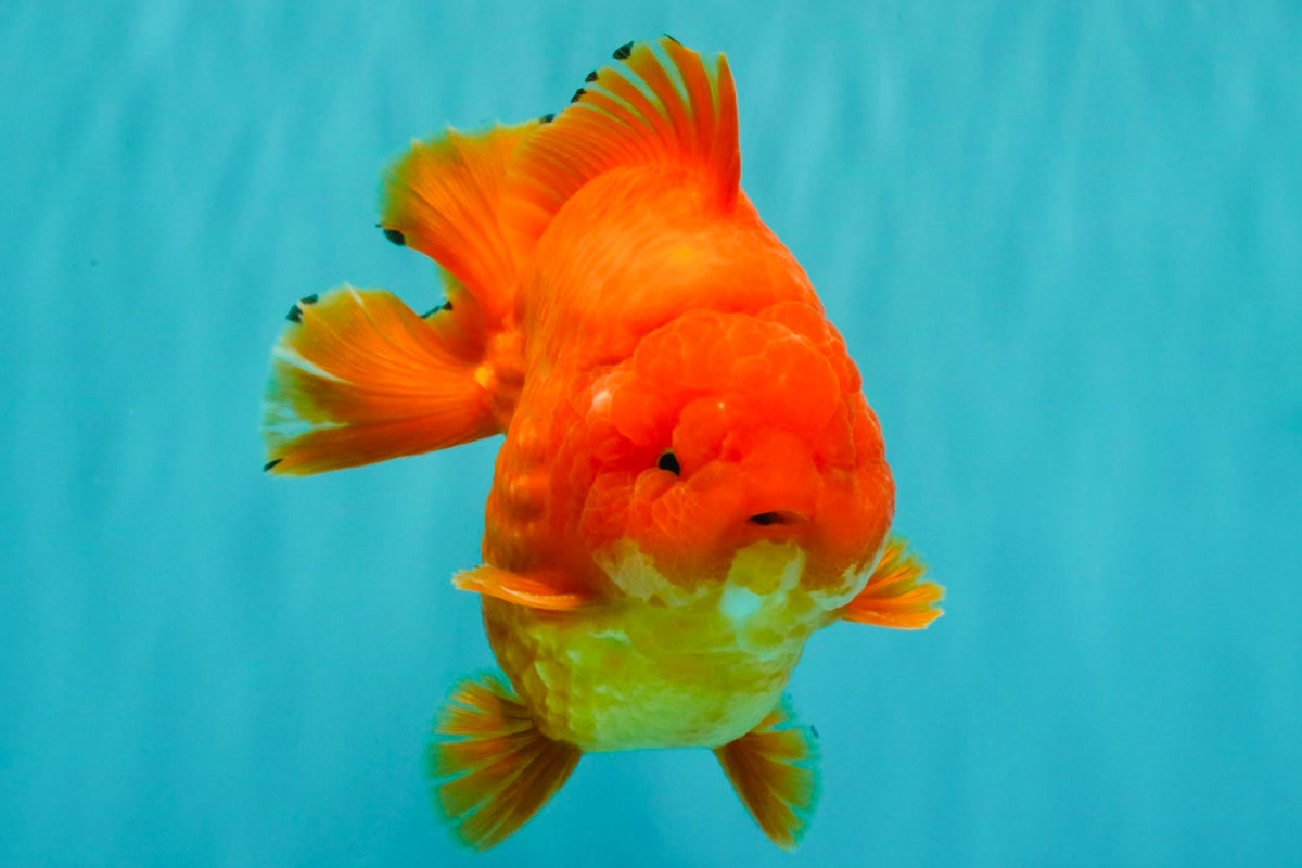 TOMATO A Grade Solid Red Yuanbao Male 5.5-6 inches #100226YB_10