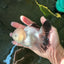 A Grade Panda Oranda Male 5 inches #110124OR_17