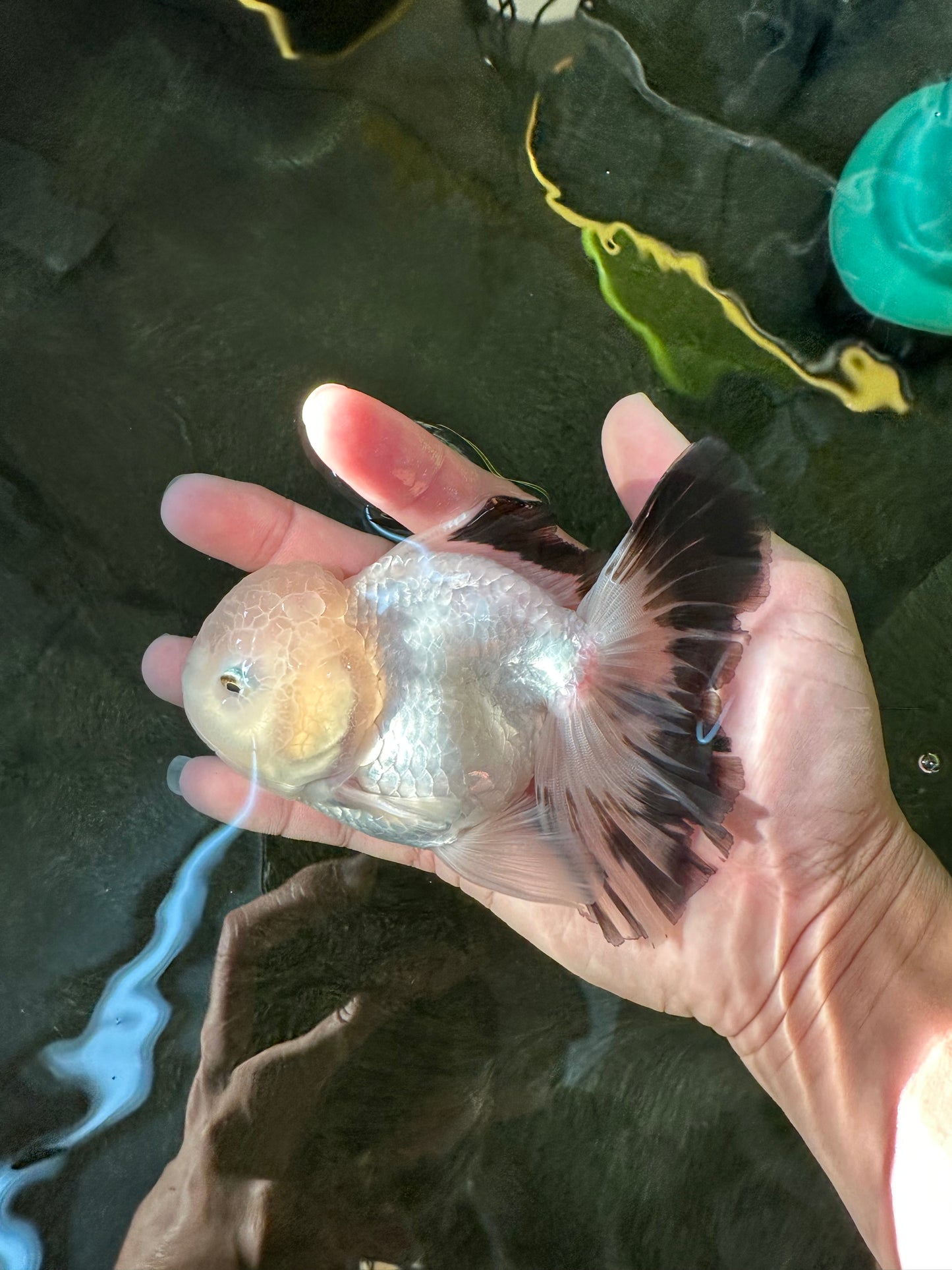 A Grade Panda Oranda Male 5 inches #110124OR_17