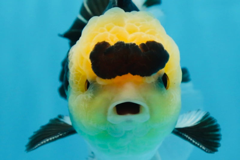 AAA Grade Panda Button Eyes Oranda Male 5-5.5 inches #080125OR_22