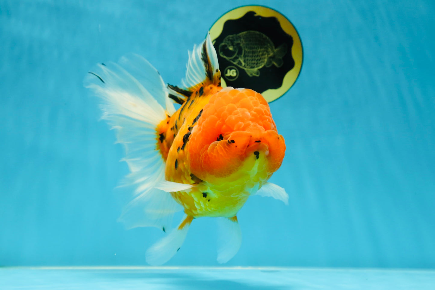 Jumbo A Grade Tiger Oranda Butterly Tail Female 7.5 inches #050225OR_12