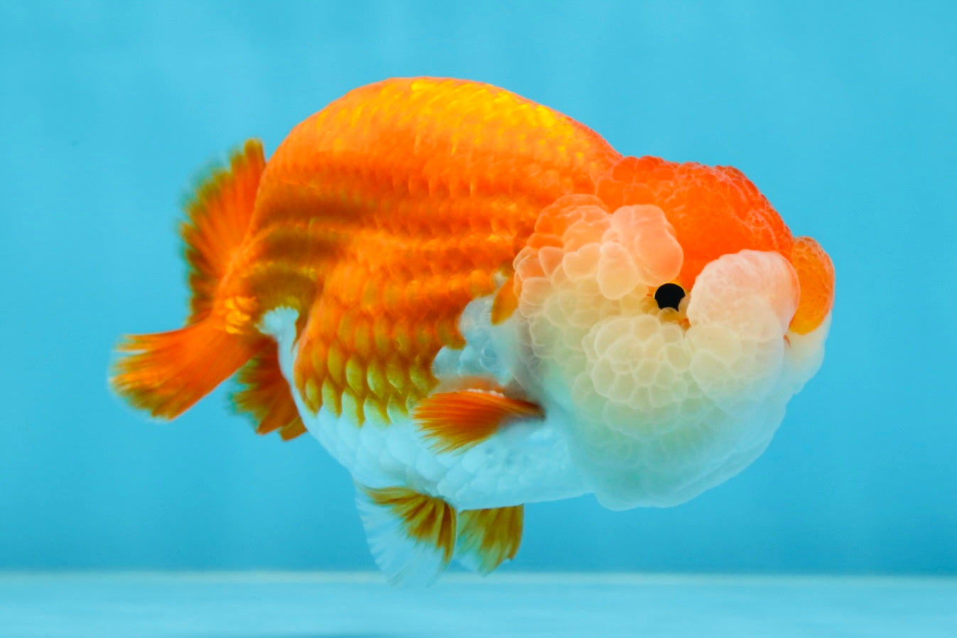 A Grade Royal Candy Chunk Red White LionKing 4-4.5 inches #062025LC_05