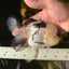 AAA Grade BULLDOG Panda Oranda Female 5-5.5 inches #1018OR_20