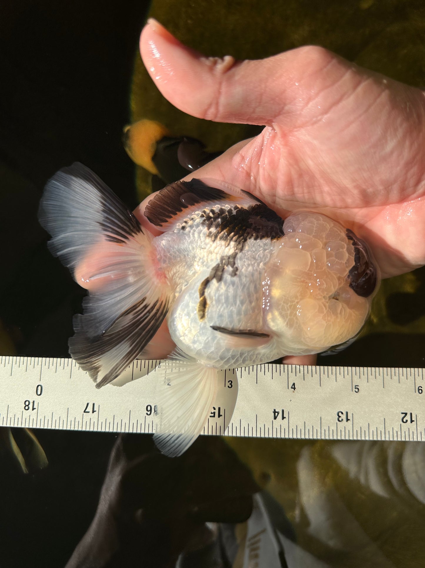 AAA Grade BULLDOG Panda Oranda Female 5-5.5 inches #1018OR_20