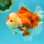AAA Grade Red White Oranda Female 6-6.5 inches #032026OR_07