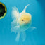 A Grade Snow White Oranda Male 5.5 inches #070425OR_16