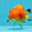 Orange Lionchu Female 4.5 inches #0927LC_35