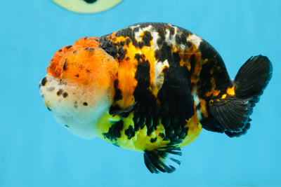 UNIQUE AAA Grade Chinese Red Head Ranchu Female 4.5-5 inches #101725RC_19