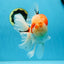AAA Grade Godzilla Sakura Oranda Male 6-6.5 inches #080125OR_03