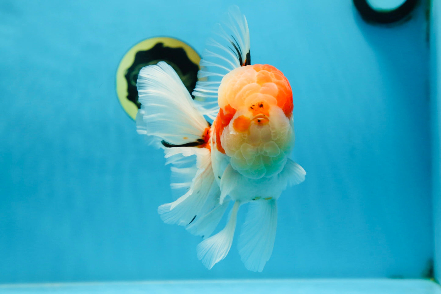 AAA Grade Godzilla Sakura Oranda Male 6-6.5 inches #080125OR_03
