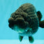UNIQUE AAA Grade Godzilla Black LionQueen 5.5 inches #092526LC_19