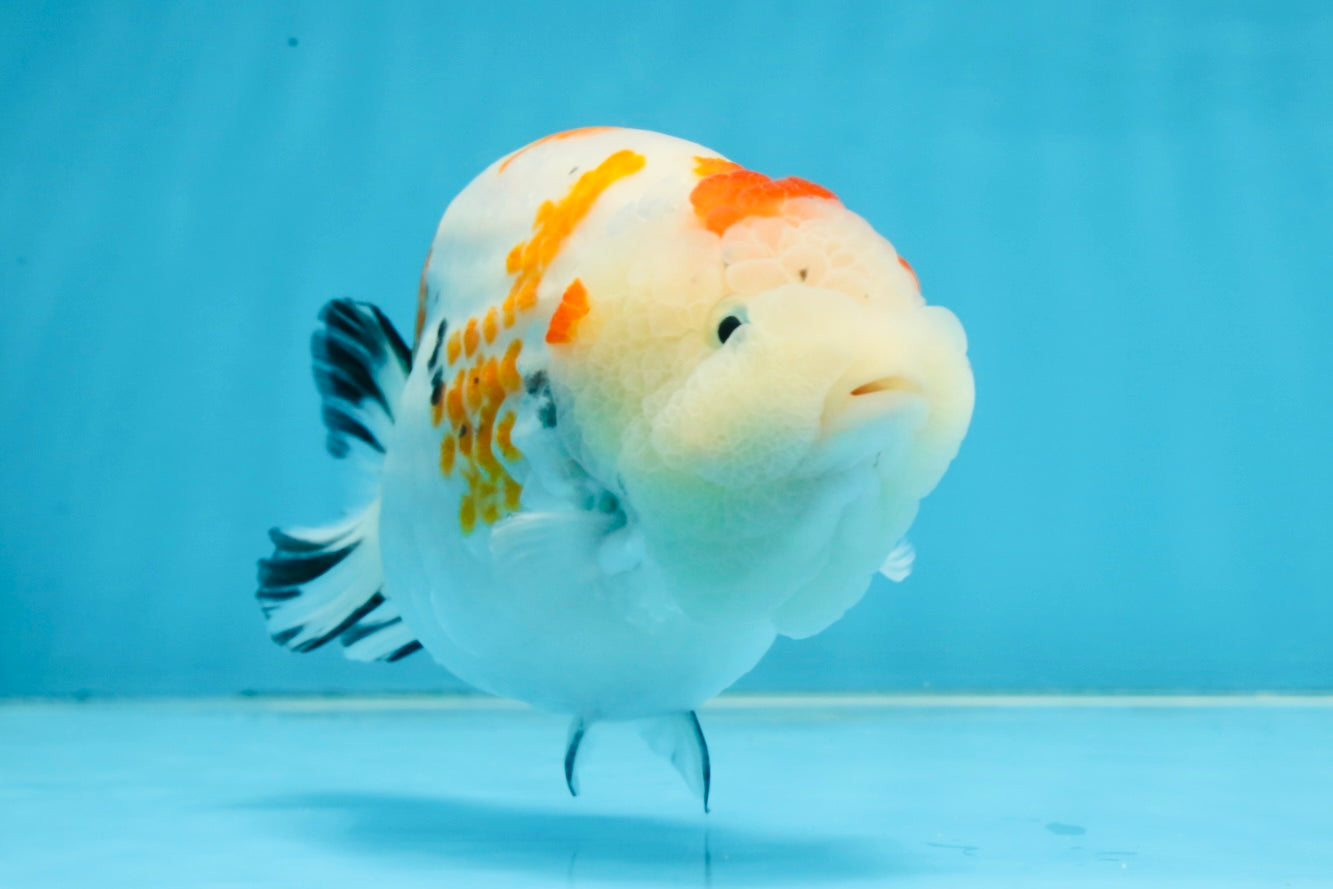 THICK BODY AAA Grade Chinese Kohaku Sakura Ranchu Female 5-5.5 inches #101725RC_16