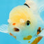 A Grade Tricolor Oranda Male 5.5 inches #070425OR_15